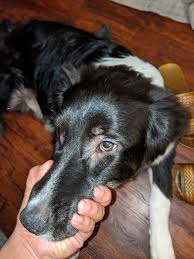 According to webmd, an infection called mange, which is caused by an infestation of mites, causes a dog to lose hair around its eyes. 5 5 Month Old Border Collie Aussie Mix S Hair Thinning Around Body And Eyes Puppy Forum And Dog Forums