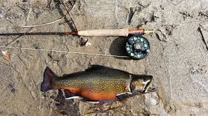 Imagine being surrounded by the beauty of the smoky mountains with towering brook haven is conveniently located in the mountains between north georgia and western north carolina. Catch And Feast Fly Fishing For Trout In The Chattahoochee National Forest Backcountry Hunters And Anglers