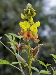 Image result for Crotalaria micans