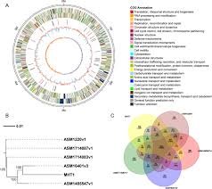 Image result for pseudomonas savastanoi pv nerii oleander symptoms