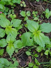 Image result for Pseudopodospermum hispanicum