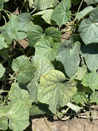 Image result for spider mites on cucumbers