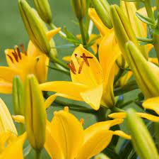 Peace or calla lilies need an annual rest period. 17 Types Of Lilies Favorite Perennial Flowers