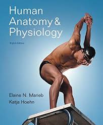 Anatomy & physiology coloring workbook : Human Anatomy Physiology By Elaine N Marieb Benjamin Cummings By Elaine N Marieb