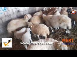 A Dan Z Ye Hayvancilik Kucukbas Hayvanlarda Iseme Zorlugu Youtube
