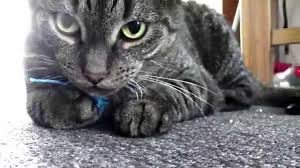 Yes he is my cat why would i have so many photo's of him on deviant art and not be my cat xd. Funny Cat Looking Into The Camera Youtube