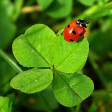Qui Porte Bonheur Porte Bonheur Coccinelle Imagier Animaux