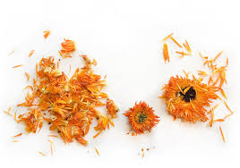 May 07, 2018 · calendula has a long history of medicinal use, treating everything from urinary tract infections to dry skin. Extracting The Medicinal Powers Of Calendula Which Method Is Best