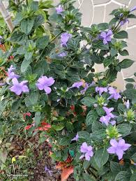 Image result for Barleria capitata