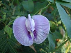 Image result for Centrosema pubescens