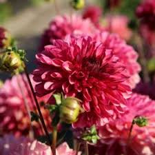 Dahlia cactus alauna clair obscur, kaktuszdália. Dahlia
