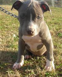 While beautiful, this can lead to health problems. Female Blue Nose Pitbull Puppies Pet S Gallery
