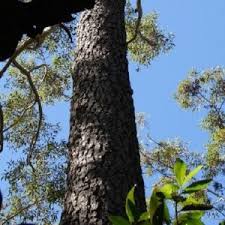 Image result for Eucalyptus cloeziana