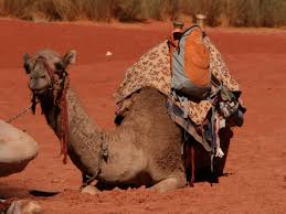 An analysis of protein found in the bones has revealed that. Alia The Camel Has 10 Humps Reason 2 Roam