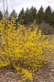 Sunrise Forsythia Easy Landscaping Fall Landscaping Front Yard Easy Landscaping Front Yard