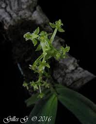 Image result for Angraecopsis parviflora