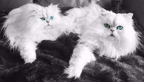 We breed for health, beauty, and temperaments. Chinchilla Silver Persians Home Facebook