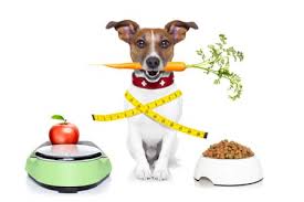 When you know how much to feed a puppy each day, you can decide how many meals you'll serve daily, which will help you figure out how much food to give at every meal. How Much Food Should I Feed My Puppy Top Lap Dogs