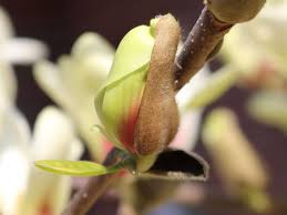 Image result for magnolie sunsation