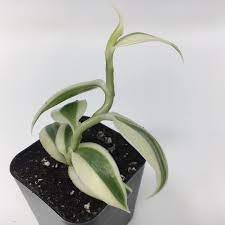 This stunning indoor plant has the flowers of an orchid but draping, climbing vine foliage, almost like a pothos. Vanilla Planifolia Variegata Variegated Vanilla Orchid Orc