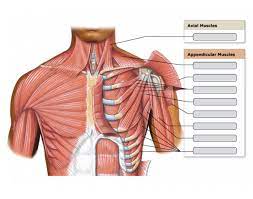 The muscles of the abdomen are arranged in two distinct groups: Game Statistics Muscles Of The Chest Abdomen And Thigh Deep 1 2