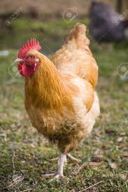 It's where you and your companion find adventure. Yellow And Gold Chicken Rooster That Doesn T Know Where It S Going Stock Photo Picture And Royalty Free Image Image 12858088