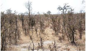 Image result for Feretia aeruginescens