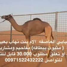 وبين أن الاهتمام بالعمل الشبابي يبرز في مقدمة أولويات واهتمامات وأهداف عمل النادي من خلال طرح العديد من القضايا الشبابية والاجتماعية والثقافية والأسرية والعمل قدر الامكان على ايجاد الحلول المناسبة لها ضمن الاطار المحلي » الاستثمار بالشباب مسؤولية مشتركة على جميع. Ù‡Ø¬Ù† Ø§Ù„Ø§Ù…Ø§Ø±Ø§Øª Ø§ÙÙ„Ø­ Ù…Ù† Ø°ÙƒØ± Ø§Ù„Ù„Ù‡ Ù†ÙˆØ¹ Ø§Ù„Ù…Ø·ÙŠÙ‡ Ù‚Ø¹ÙˆØ¯ Ø§Ù„Ø§Ø¨