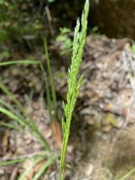 Image result for Agrostis