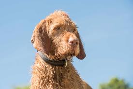 Find puppies for sale, started dogs for sale and finished dogs from all sorts of different pointing breeds, retrieving breeds and flushing breeds. Wirehaired Vizsla Full Profile History And Care