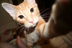 Maus have been clocked running more than 48 km/h (30 mph). Possible Arabian Mau Thecatsite