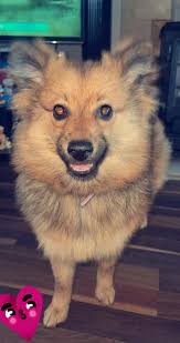 Is your Pomeranian a full breed or mixed breed?