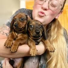 California Dreamin' Dachshunds