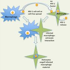 In the upper left hand corner of the screen, there is a timer that initial infected: Astrocytes Resist Hiv 1 Fusion But Engulf Infected Macrophage Material Sciencedirect