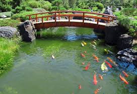 Koi will not grow big in a small pond. Keeping Koi Ponds Healthy