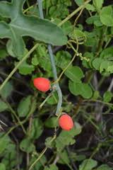 Image result for Corallocarpus epigaeus