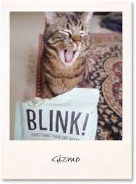 Every cat is unique and the box should be too. Blink Cat Food Subscription