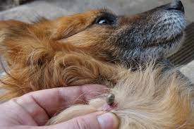 Check for legs (see #1). Everything You Need To Know About Ticks Fleas Mites Other Pests This Summer Dogwood Vet Hospital Chapel Hill Nc