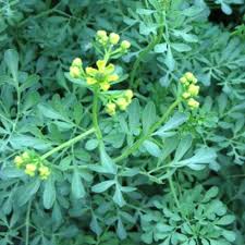 Image result for Ruta graveolens