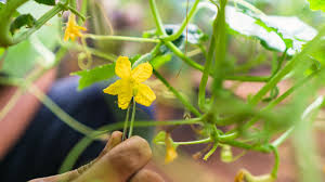 Image result for how to self pollinate cucumbers