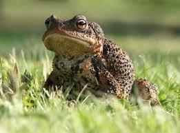 A single frog can eat over 100 insects in one night. Eliminate Toads Tips On How To Get Rid Of Garden Toads