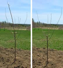 Image result for pruning plum trees