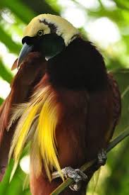  250 Ide Cenderawasih Bird Of Paradise Burung Burung Cantik Hewan