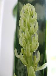 Image result for Sansevieria hyacinthoides