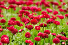 We did not find results for: Summer Gardening Ideas Tips Techniques In India Gardening Tips