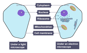 The control centre is the nucleus; Cells Gcse Biology Edexcel Revision Study Rocket