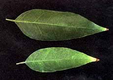 Routine use of a fertilizer formulated for citrus provides most of a tree's nutritional needs, but deficiencies once established, the plants are drought tolerant. Citrus Nutrition