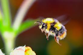 • bumble bees make small quantities of a substance that resembles honey but is not exactly honey (at least these bees don't treat it as honey). Carpenter Bee Vs Bumblebee Do You Know The Differences