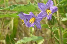 Image result for Solanum terminale