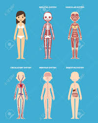 Stylized Female Body Anatomy Chart Skeletal Muscular Circulatory